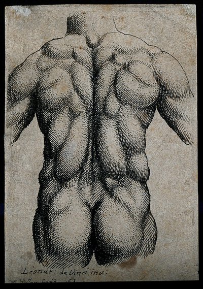 Torso of a man, seen from the back, with the muscles emphasized by Leonardo da Vinci